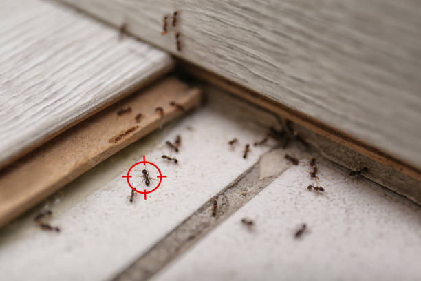 Best Cockroach Control Services  in Perezville, TX