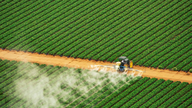 Best Pest Removal Services  in Perezville, TX