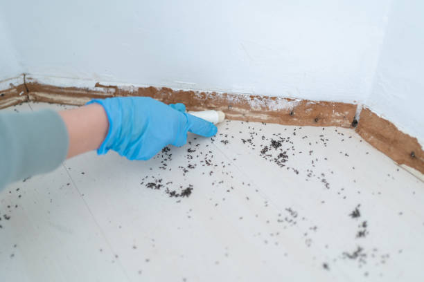 Best Pest Removal Services  in Perezville, TX