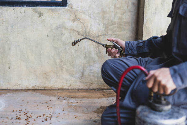 Best Local Pest Control Services  in Perezville, TX